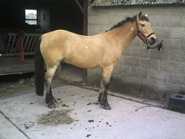 Horse